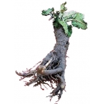  Burdock Root